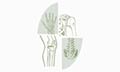 Λογότυπο ΔΗΜΗΤΡΑΚΟΠΟΥΛΟΣ ΒΑΣΙΛΗΣ - RHODES ORTHOPAEDICS