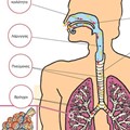 Voice disorders, Dysphonia