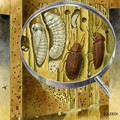 Καταπολέμηση Ξυλοφάγων Εντόμων (Σαράκι)
