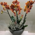 Orchid phalaenopsis with plant