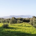 Farm for sale 6312 sq.m. Georgioupoli, Kastellos Chania