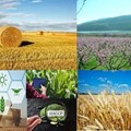 Σύμβουλοι Αγροτών και Επιχειρήσεων