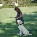 Dogs training