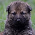Working Line German Shepherds