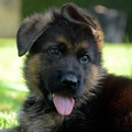 Show line german shepherds