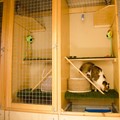 Cattery