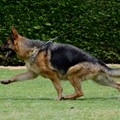 German shepherd breeding