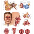 Head & Neck Surgery