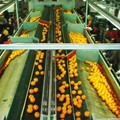 Citrus fruits 365 days a year with reliability and high quality
