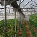 Επαγγελματικό Θερμοκήπιο (12x50) στο Άγιον Όρος