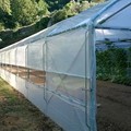 Επαγγελματικό Θερμοκήπιο (8x50) στο Άγιον Όρος