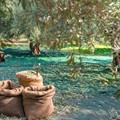 Olive Groves and Vineyards of Crete
