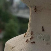 Ειδικό ζελέ για μυρμήγκια
