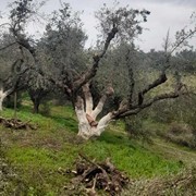 GARDEN ART PATRAS - ΓΚΙΟΥΡΑΣ ΜΠΑΜΠΗΣ: Photos