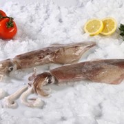 Καλαμάρι Ν. Αφρικής ολόκληρο