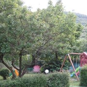 The yard