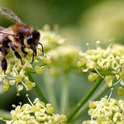 Allergy to Wasps & Bees
