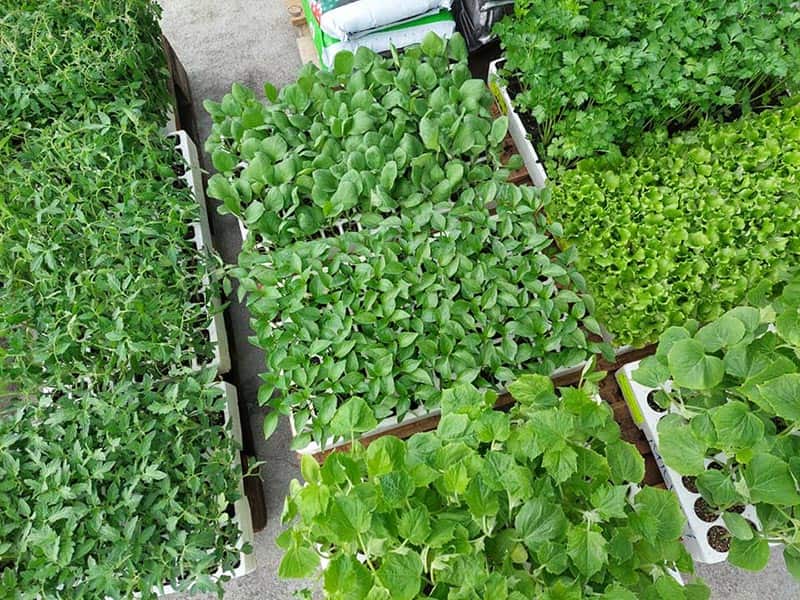 AGROFOOD - DONTAS EVAGGELOS: Φωτογραφίες & Βίντεο