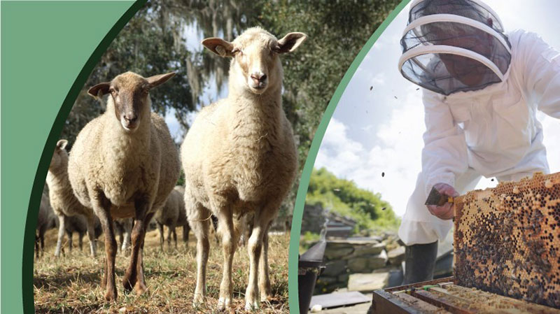 AGROFOOD - DONTAS EVAGGELOS: Φωτογραφίες & Βίντεο