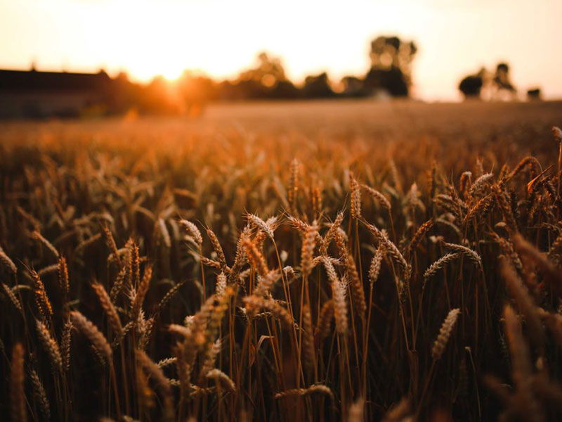 AGROSTAR: Φωτογραφίες & Βίντεο