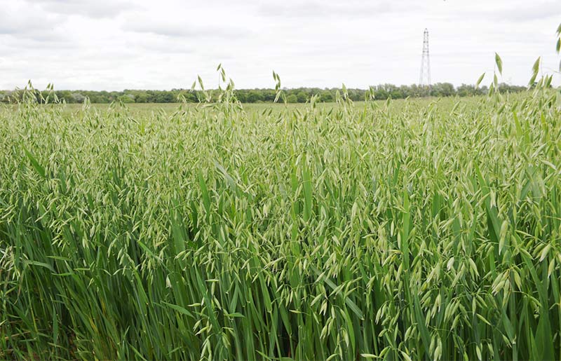 AGROSTAR: Φωτογραφίες & Βίντεο