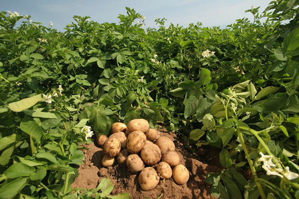 AGROTIKOS SYNETAIRISMOS SAGEIKON: Φωτογραφίες & Βίντεο