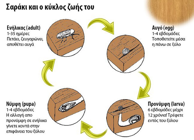 ΑΛΦΑ ΑΠΟΛΥΜΑΝΤΙΚΗ: Φωτογραφίες & Βίντεο