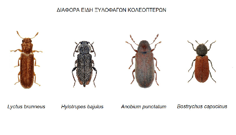 ΑΛΦΑ ΑΠΟΛΥΜΑΝΤΙΚΗ: Φωτογραφίες & Βίντεο