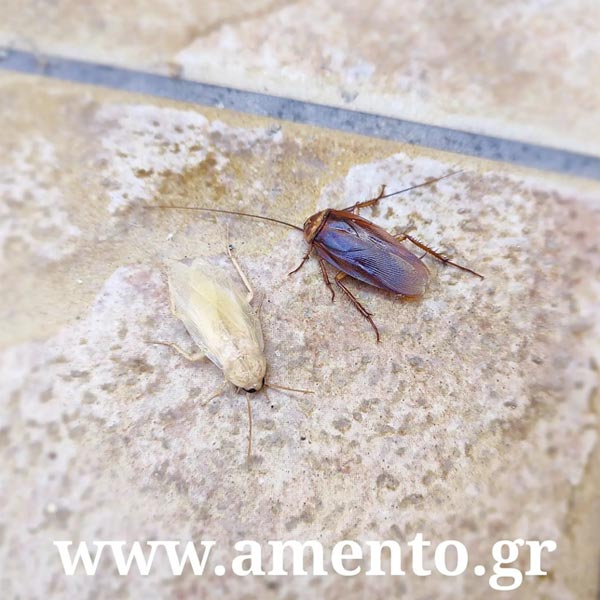 AMENTO: Φωτογραφίες & Βίντεο