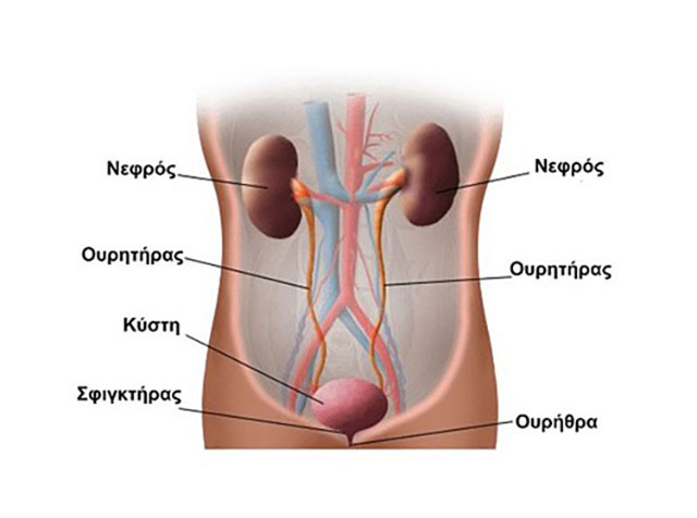 ANASTASOPOULOS PANAGIOTIS MD, FEBU: Φωτογραφίες & Βίντεο