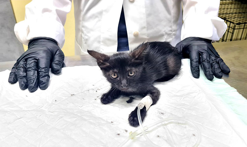 ANIMAL CARE - ΣΕΡΓΚΕΛΙΔΟΥ ΕΙΡΗΝΗ & ΤΖΙΩΤΖΙΟΥ ΛΑΜΠΡΙΝΗ: Φωτογραφίες & Βίντεο