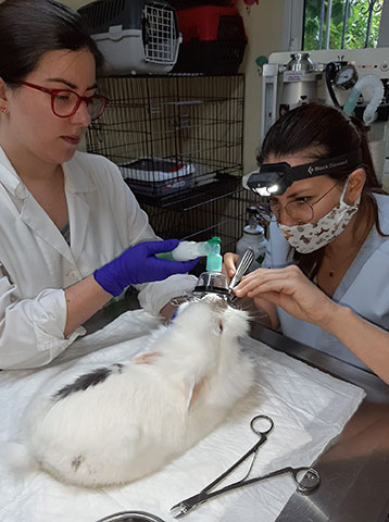 ANIMAL CARE - ΣΕΡΓΚΕΛΙΔΟΥ ΕΙΡΗΝΗ & ΤΖΙΩΤΖΙΟΥ ΛΑΜΠΡΙΝΗ: Φωτογραφίες & Βίντεο