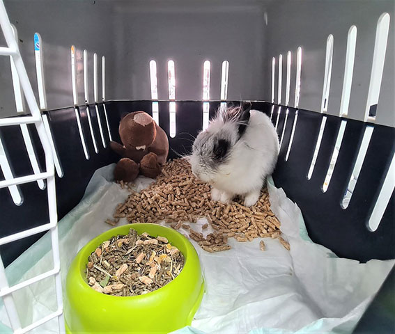 ANIMAL CARE - ΣΕΡΓΚΕΛΙΔΟΥ ΕΙΡΗΝΗ & ΤΖΙΩΤΖΙΟΥ ΛΑΜΠΡΙΝΗ: Φωτογραφίες & Βίντεο