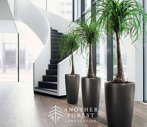 ANOTHER FOREST: Φωτογραφίες & Βίντεο