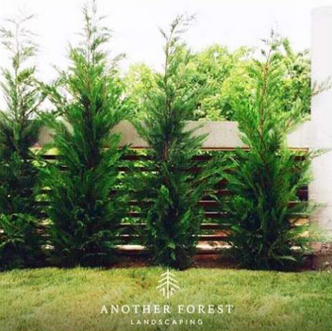 ANOTHER FOREST: Φωτογραφίες & Βίντεο