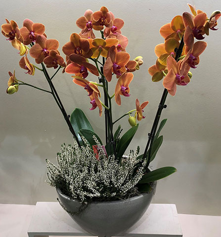 Orchid phalaenopsis with plant