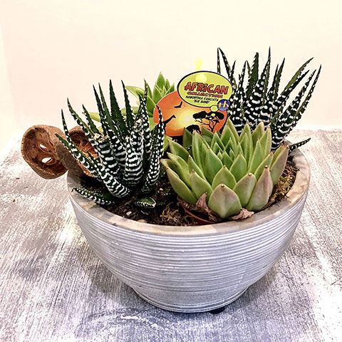 Succulents arrangement