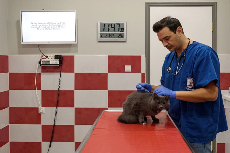 ANTONOPOULOS KOSTAS - TSOUPA ELENI - SMALL ANIMAL CLINIC KALAMATA: Φωτογραφίες & Βίντεο