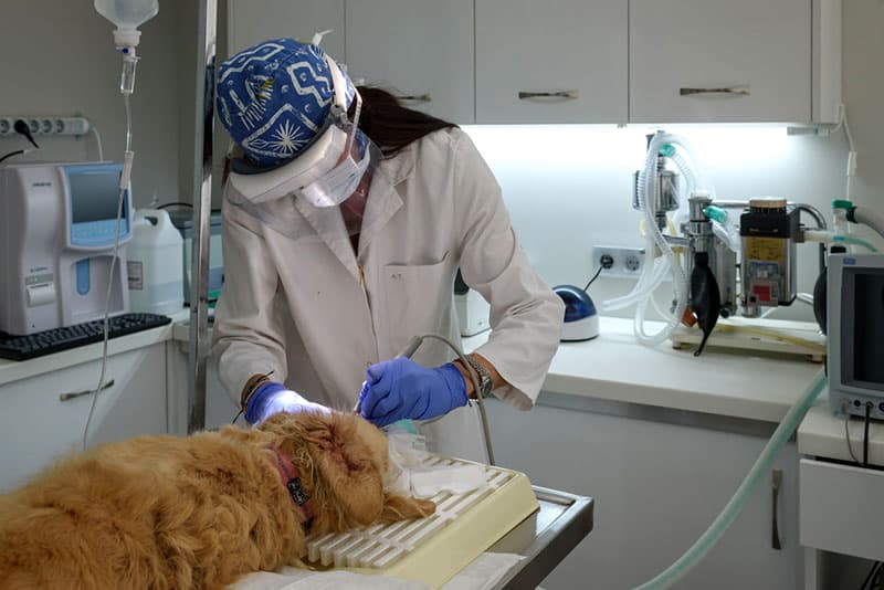 ANTONOPOULOS KOSTAS - TSOUPA ELENI - SMALL ANIMAL CLINIC KALAMATA: Φωτογραφίες & Βίντεο