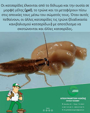 APOLYMANTIKI ACHAIAS GVH: Φωτογραφίες & Βίντεο