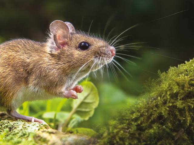 ARTION PEST CONTROL - ERIKTZIS GEORGIOS: Φωτογραφίες & Βίντεο