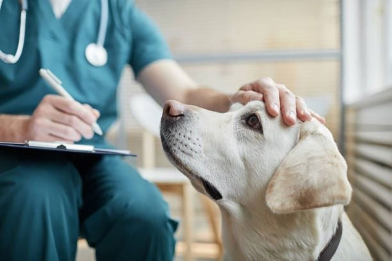 ATHENS VET CLINIC: Φωτογραφίες & Βίντεο