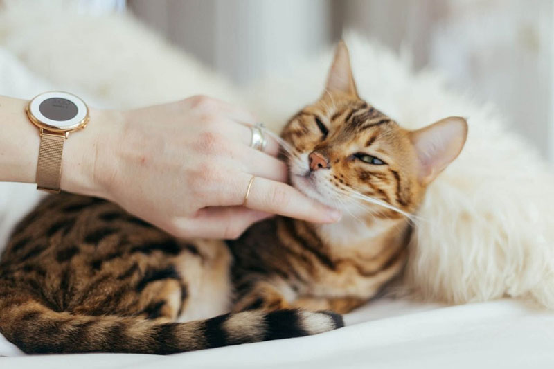 ATHENS VET CLINIC: Φωτογραφίες & Βίντεο