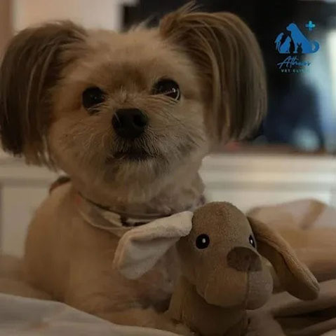 ATHENS VET CLINIC: Φωτογραφίες & Βίντεο
