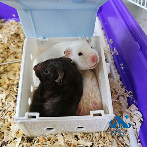 ATHENS VET CLINIC: Φωτογραφίες & Βίντεο