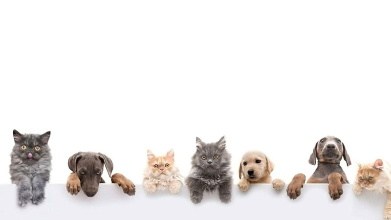 ATHENS VET CLINIC: Φωτογραφίες & Βίντεο