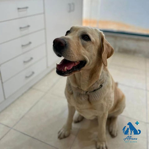 ATHENS VET CLINIC: Φωτογραφίες & Βίντεο
