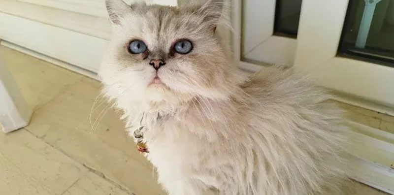 ATHENS VET CLINIC: Φωτογραφίες & Βίντεο