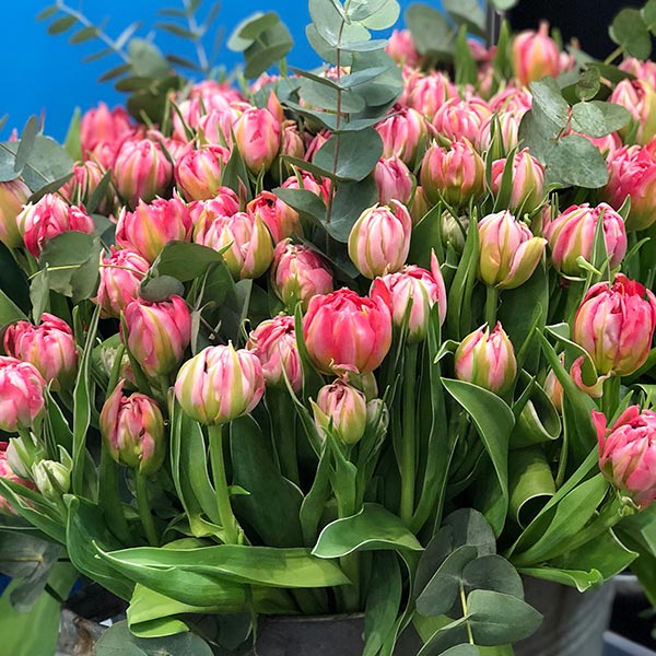 BOSONIS ART & FLOWER: Φωτογραφίες & Βίντεο