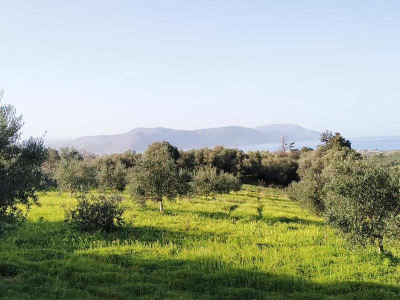 Farm for sale 6312 sq.m. Georgioupoli, Kastellos Chania